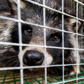Pelztierfarm in Finnland