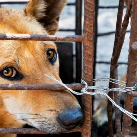 Zwei Hunde in einem Käfig
