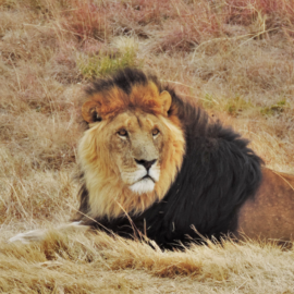 Lion à Lionsrock