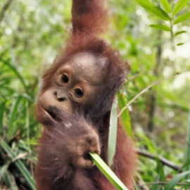 Damai dans les arbres