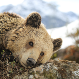 Amelia im Arosa Bärenland