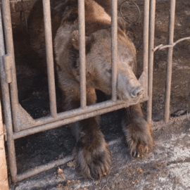 Bär Bakhmut aus dem Donezk gerettet
