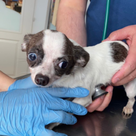 Trächtiges Chihuahua-Weibchen aus illegalem Welpenhandel