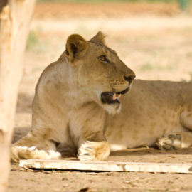 Die Löwin Kandaka aus dem Sudan