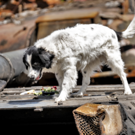 Hund auf einem Panzer in Bucha, Ukraine