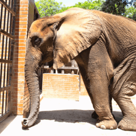 Vernachlässigte Elefantenkuh in Karatschi