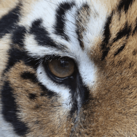 Augen eines Tigers