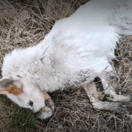 Streunerhund Kasper aus Moldawien