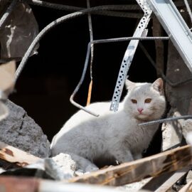 Katze in den Trümmern
