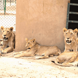 4 lions en attente d'être sauvés