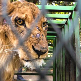 Löwe im Sudan