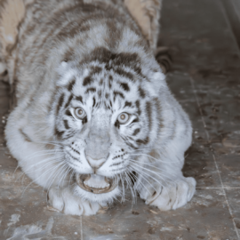 Einer der drei Tigerbabys in der Slowakei