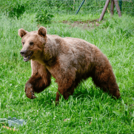 Bär Rocco