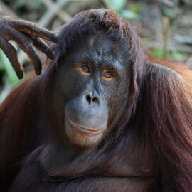 Orang-Utan Amalia