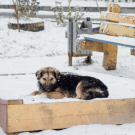 Streuner in der Ukraine im Winter