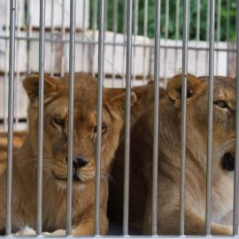 Löwinnen Illiana und Tomoyo