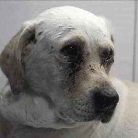 Hund Kosmos