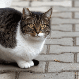 Streunerkatze in Bulgarien