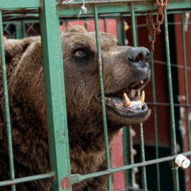 Winzige Käfige statt naturnahe Gehege – das wollen wir ändern.