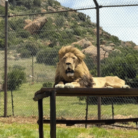 Löwe Chakra, LIONSROCK