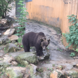 Bärin Teddy im Tierpark Westerhausen