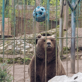 Bär Tim in seinem Gehege
