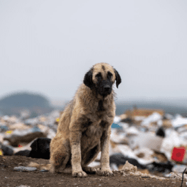 Ein Streunerhund auf einer Müllhalde im Kosovo