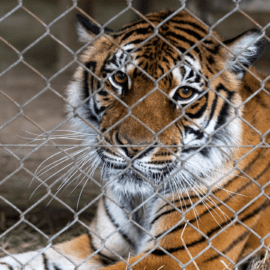 Tiger im ehemaligen Zoo Luján in Argentinien